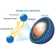 Liposoomide revolutsioon vitamiinide inimorganismi viimises